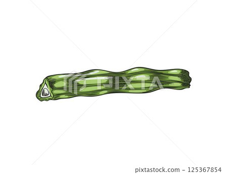 Moringa oleifera cut drumstick, pod sketch vector icon, tropical cultivated plant, tree harvest, Asian superfood fruit Moringa oleifera cut drumstick, pod sketch vector icon, tropical cultivated plant, tree harvest, Asian superfood fruit 125367854