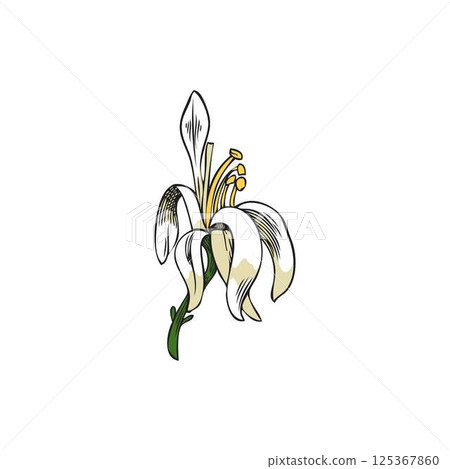 Moringa oleifera flower sketch vector icon, tropical cultivated plant, hand drawn botanical design, garden blossom tree 125367860