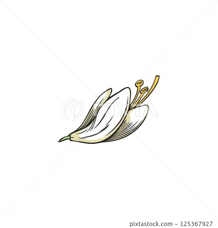 Moringa oleifera white flower hand drawn vector illustration, tropical cultivated plant, garden blossom tree sketch Moringa oleifera white flower hand drawn vector illustration, tropical cultivated plant, garden blossom tree sketch 125367927
