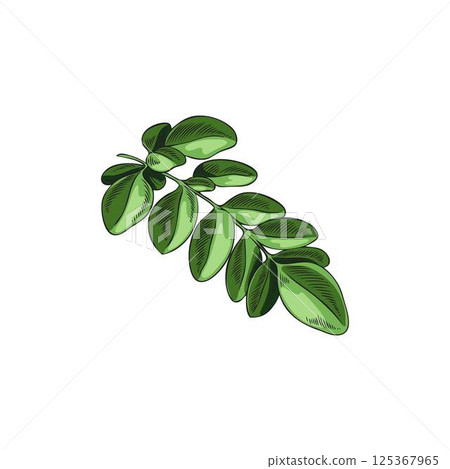 Moringa oleifera green leaves sketch vector icon, tropical cultivated plant, Asian herb, hand drawn botanical design, 125367965