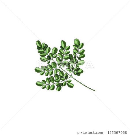Moringa oleifera twig green leaves sketch vector icon, tropical cultivated plant, hand drawn botanical design element 125367968