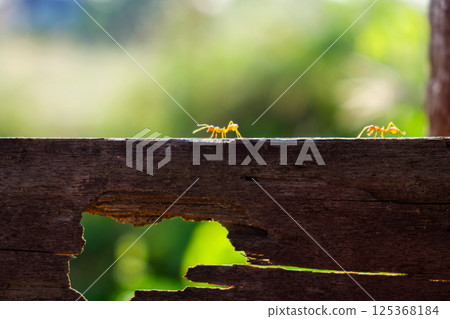 Two small ants walking on wooden fence against blurred green background 125368184