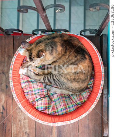 Orange striped cat sleeping curled up with comfortably on cat bed cushion 125368186