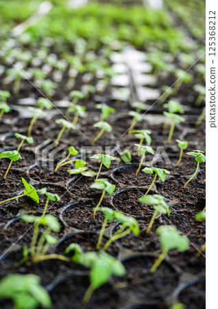 Organic seedlings growing in organized tray with soil fertilizer Organic seedlings growing in organized tray with soil fertilizer 125368212