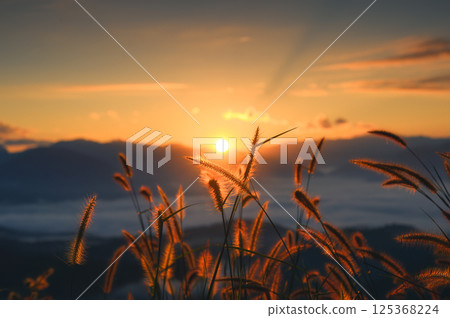 Golden sunrise over grassy plant against mountain in countryside 125368224