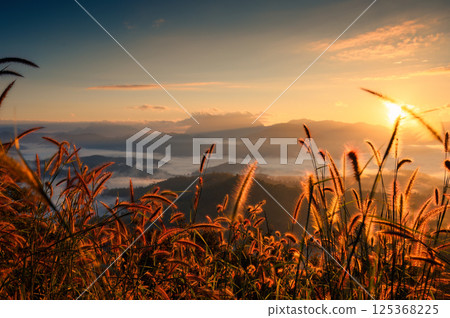 Golden sunrise over grassy plant against mountain in countryside 125368225