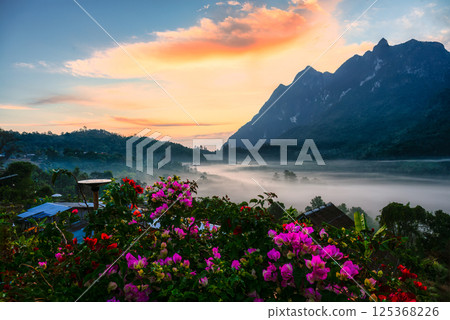 Landscape of sunrise over Doi Luang Chiang Dao mountain with colorful flower and foggy in the morning at Chiang Mai, Thailand 125368226