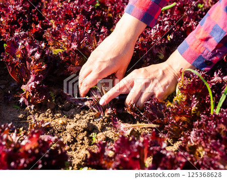 Female hands cutting red lettuce with knife on vegetable patch Female hands cutting red lettuce with knife on vegetable patch 125368628