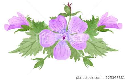 Composition of light purple geranium maculatum flowers and leaves by watercolor Composition of light purple geranium maculatum flowers and leaves by watercolor 125368881