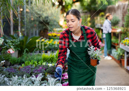 Young gardening shop salesgirl arranging pots with cineraria Silver Dust 125368921