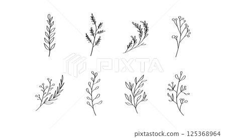 A hand-sketched botanical element with light, airy strokes and natural flow. 125368964