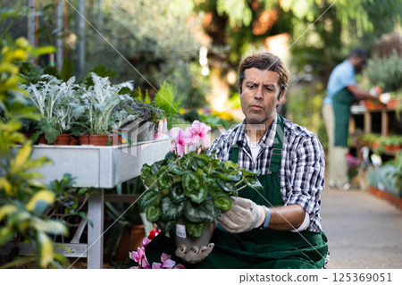 European gardener inspects Cyclamen in pots 125369051