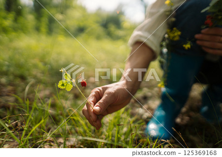 Woman harvesting forest strawberry kneeling in green grass in summer woods. Female enjoying peaceful moment and nature retreat in forest environment Woman harvesting forest strawberry kneeling in green grass in summer woods. Female enjoying peaceful moment and nature retreat in forest environment 125369168