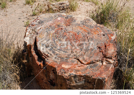 亞利桑那州石化森林國家公園的石化木 125369524