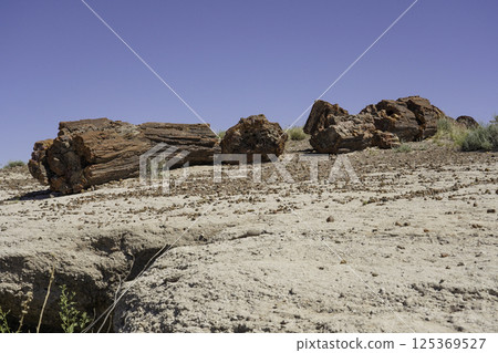Petrified wood, Petrified Forest National Park, Arizona 125369527
