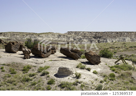 Petrified wood, Petrified Forest National Park, Arizona 125369537