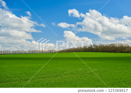 view of farm field with sprouts of young wheat, early spring and seasonal work in the field on the farm, idea for a screensaver or background on your desktop view of farm field with sprouts of young wheat, early spring and seasonal work in the field on the farm, idea for a screensaver or background on your desktop 125369817