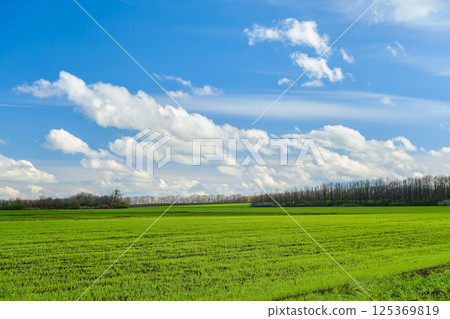 landscape of spring field with wheat sprouts, bright blue sky with cumulus clouds, early spring and seasonal field work on the farm, agricultural work concept landscape of spring field with wheat sprouts, bright blue sky with cumulus clouds, early spring and seasonal field work on the farm, agricultural work concept 125369819