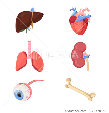 Medical human organs realistic heart, two lungs, Medical human organs realistic heart, two lungs, 125370155