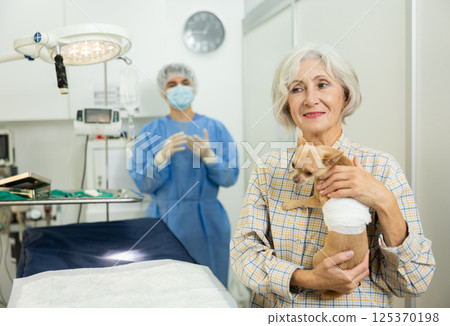 Senor woman owner holds and cuddles chihuahua pet after manipulations in veterinary clinic Senor woman owner holds and cuddles chihuahua pet after manipulations in veterinary clinic 125370198