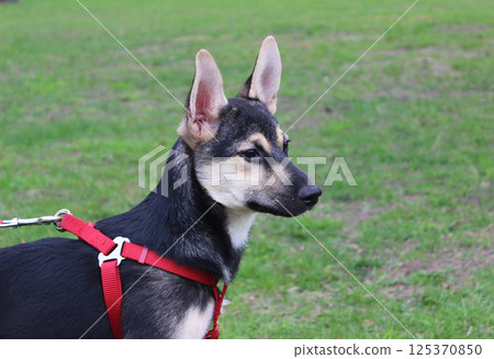 Dog on leash enjoys a sunny day in the park while exploring the surroundings with curiosity and excitement near soft green grass Dog on leash enjoys a sunny day in the park while exploring the surroundings with curiosity and excitement near soft green grass 125370850