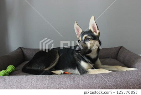 Playful dog relaxing on a cozy bed in a modern indoor setting while observing its surroundings in the morning light Playful dog relaxing on a cozy bed in a modern indoor setting while observing its surroundings in the morning light 125370853
