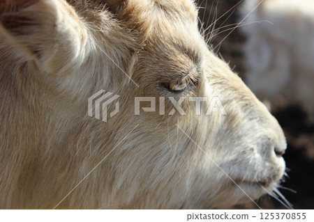Close-up of a goat's profile highlighting its features in a sunny farm setting during the afternoon Close-up of a goat's profile highlighting its features in a sunny farm setting during the afternoon 125370855