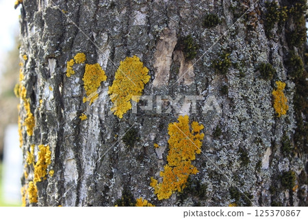 Lichen growth on tree bark showcases vibrant yellow hues against gray texture in a natural outdoor setting Lichen growth on tree bark showcases vibrant yellow hues against gray texture in a natural outdoor setting 125370867