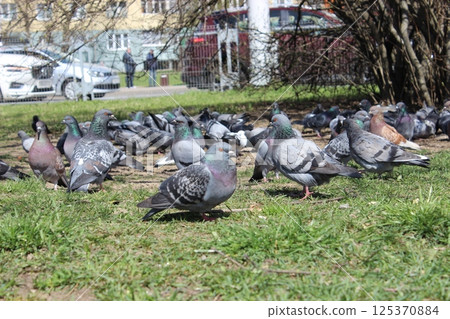 Pigeons gathering in a city park during a sunny afternoon near urban buildings 125370884