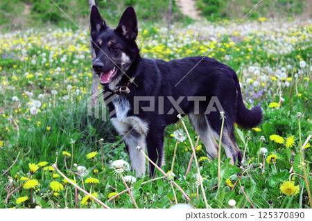 Black and tan dog standing in a field of blooming dandelions on a sunny day in springtime Black and tan dog standing in a field of blooming dandelions on a sunny day in springtime 125370890