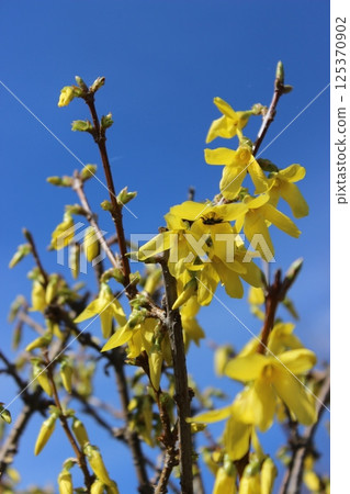 Bright yellow flowers bloom on branches against a clear blue sky during springtime in a vibrant garden 125370902