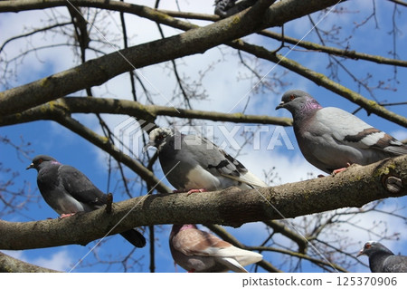 Birds perched on tree branches under a blue sky with scattered clouds during daytime Birds perched on tree branches under a blue sky with scattered clouds during daytime 125370906