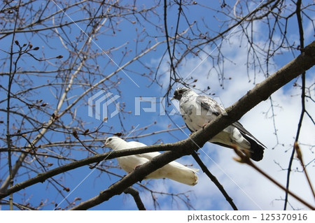 Two birds perched on a branch against a bright blue sky in a tranquil park setting 125370916