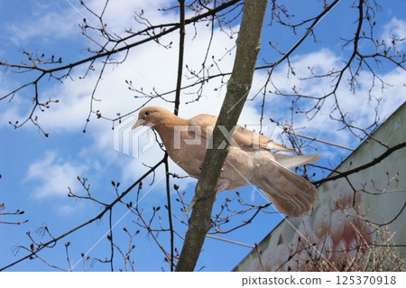 Brown pigeon perched on a branch against a blue sky with scattered clouds in a tranquil urban setting during daytime 125370918