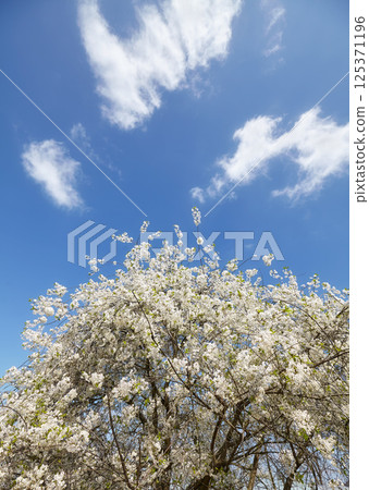 A blooming apple tree against the sky. 125371196