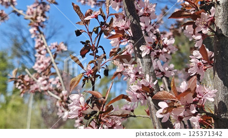 Pink cherry blossoms blooming densely on tree branches Pink cherry blossoms blooming densely on tree branches 125371342