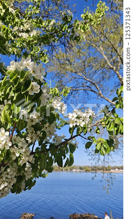 White blossoms on a green-leaved tree branch White blossoms on a green-leaved tree branch 125371343