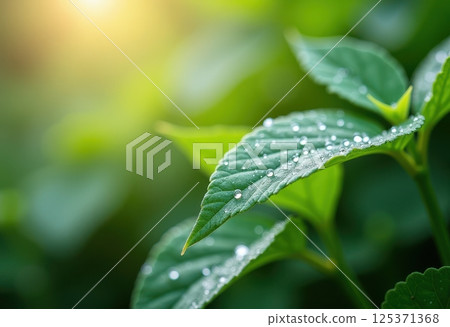 A close-up photograph of vibrant green leaves with water droplets scattered across their surface. The image captures the freshness of nature after rain or morning dew.  125371368