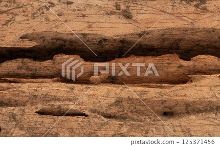Close up of textured wood surface revealing intricate patterns and natural wear Close up of textured wood surface revealing intricate patterns and natural wear 125371456