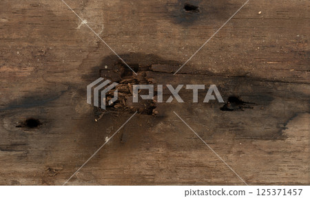 Wood surface showing signs of damage and wear from insects and decay in rustic setting Wood surface showing signs of damage and wear from insects and decay in rustic setting 125371457