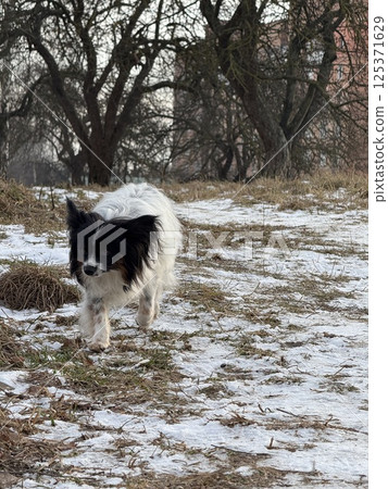 Adorable Papillon Dog Walking Through a Snowy Meadow Adorable Papillon Dog Walking Through a Snowy Meadow 125371629