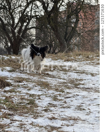 Papillon Dog Walking on Snowy Ground in Early Winter Papillon Dog Walking on Snowy Ground in Early Winter 125371630