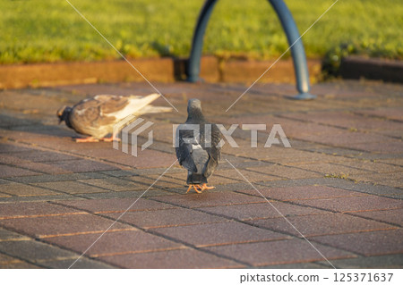 two pigeons in the square. the pigeon moves away from the camera two pigeons in the square. the pigeon moves away from the camera 125371637