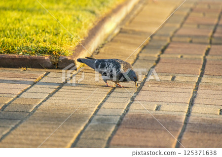 A grey dove collects crumbs in the the square A grey dove collects crumbs in the the square 125371638