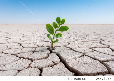 Green Sapling Thriving in Drought-Stricken Desert 125371757