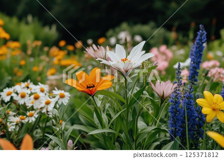 Blooming Wildflower Garden with Vibrant Colors Blooming Wildflower Garden with Vibrant Colors 125371812