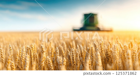 Wheat Field Close-Up with Blurred Harvester 125371862