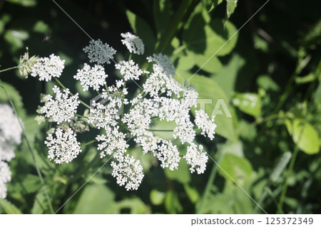 Common goatweed, Aegopodium podagraria, is an herbaceous umbrella plant used as food in salads. Common goatweed, Aegopodium podagraria, is an herbaceous umbrella plant used as food in salads. 125372349