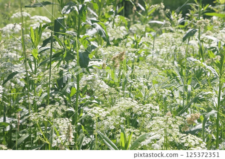 Common goatweed, Aegopodium podagraria, Common goatweed, Aegopodium podagraria, 125372351