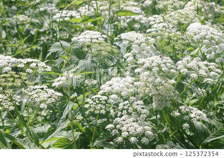 Common goatweed, Aegopodium podagraria, is an herbaceous umbrella plant used as food in salads 125372354